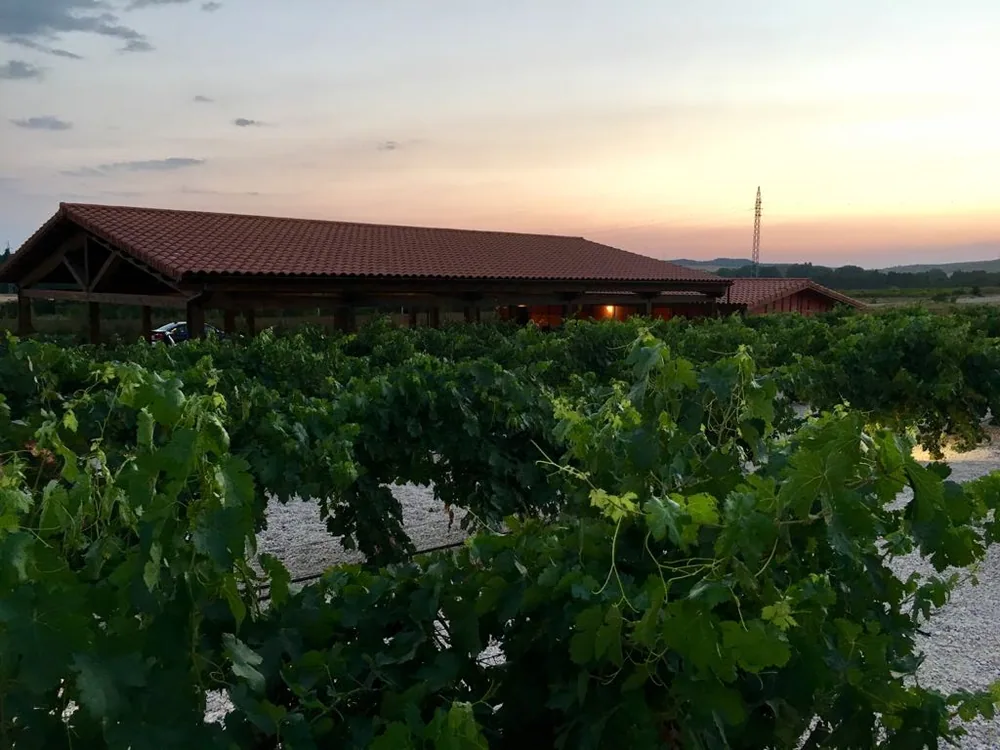 Viñedo de Los Arenales al atardecer con el merendero al fondo
